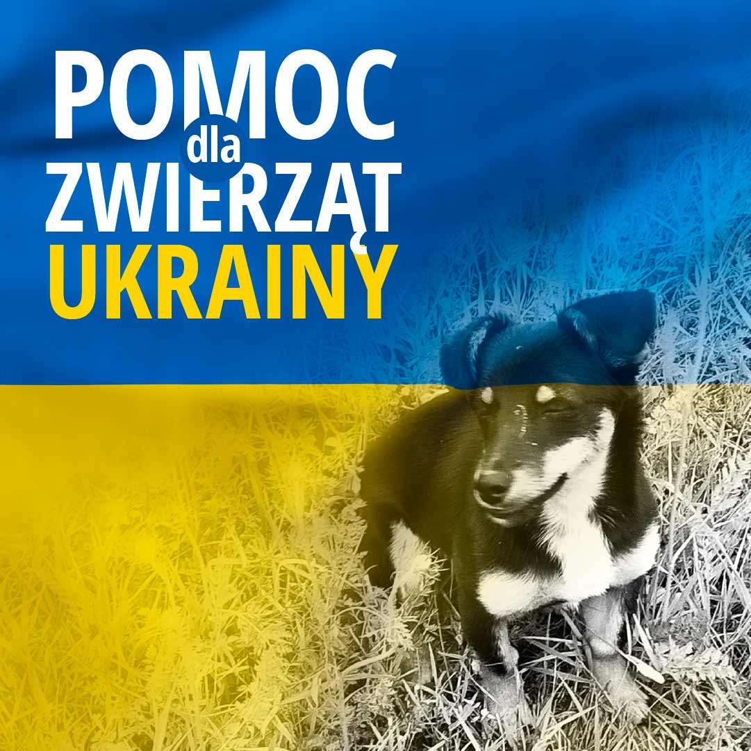 Pomoc dla zwierząt z Ukrainy